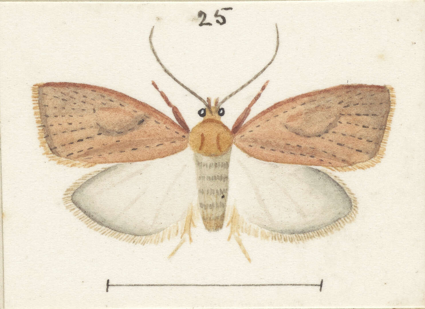 Image of Mountain Beech Flat Moth