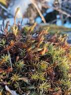 Image of juniper polytrichum moss