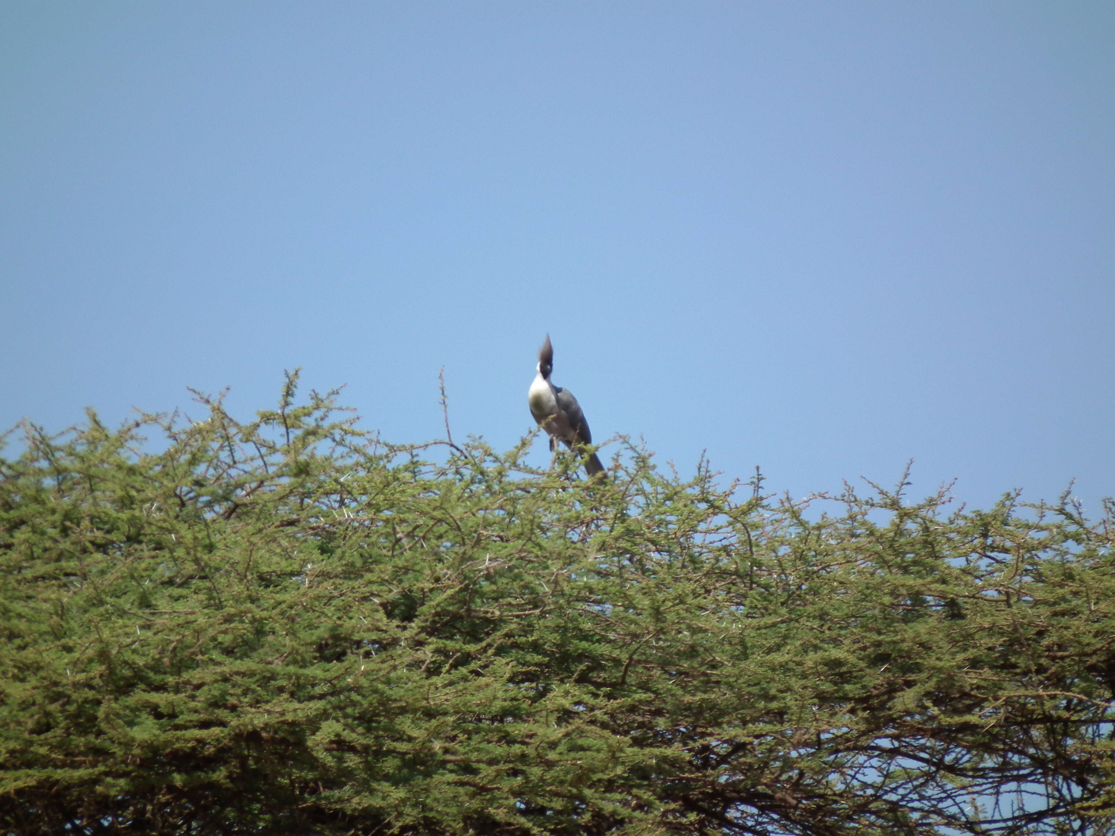 Image of Bare-faced Go-away Bird