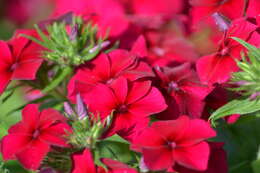 Image of annual phlox