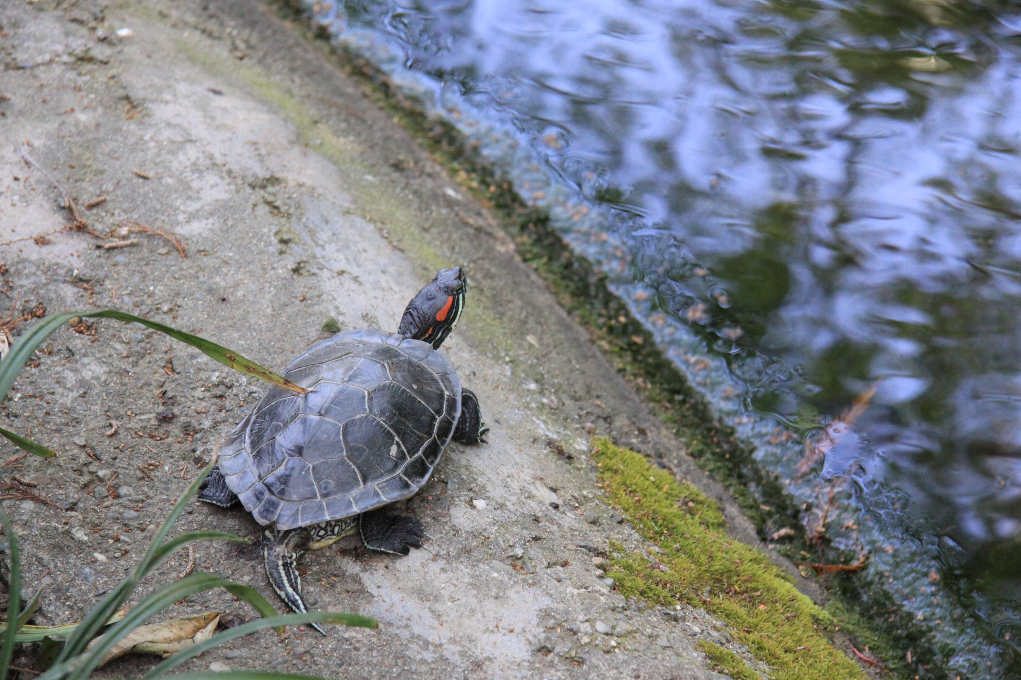 Image of slider turtle, red-eared terrapin, red-eared slider