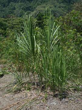 Image of wildcane