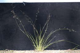 Image of Brown's lovegrass