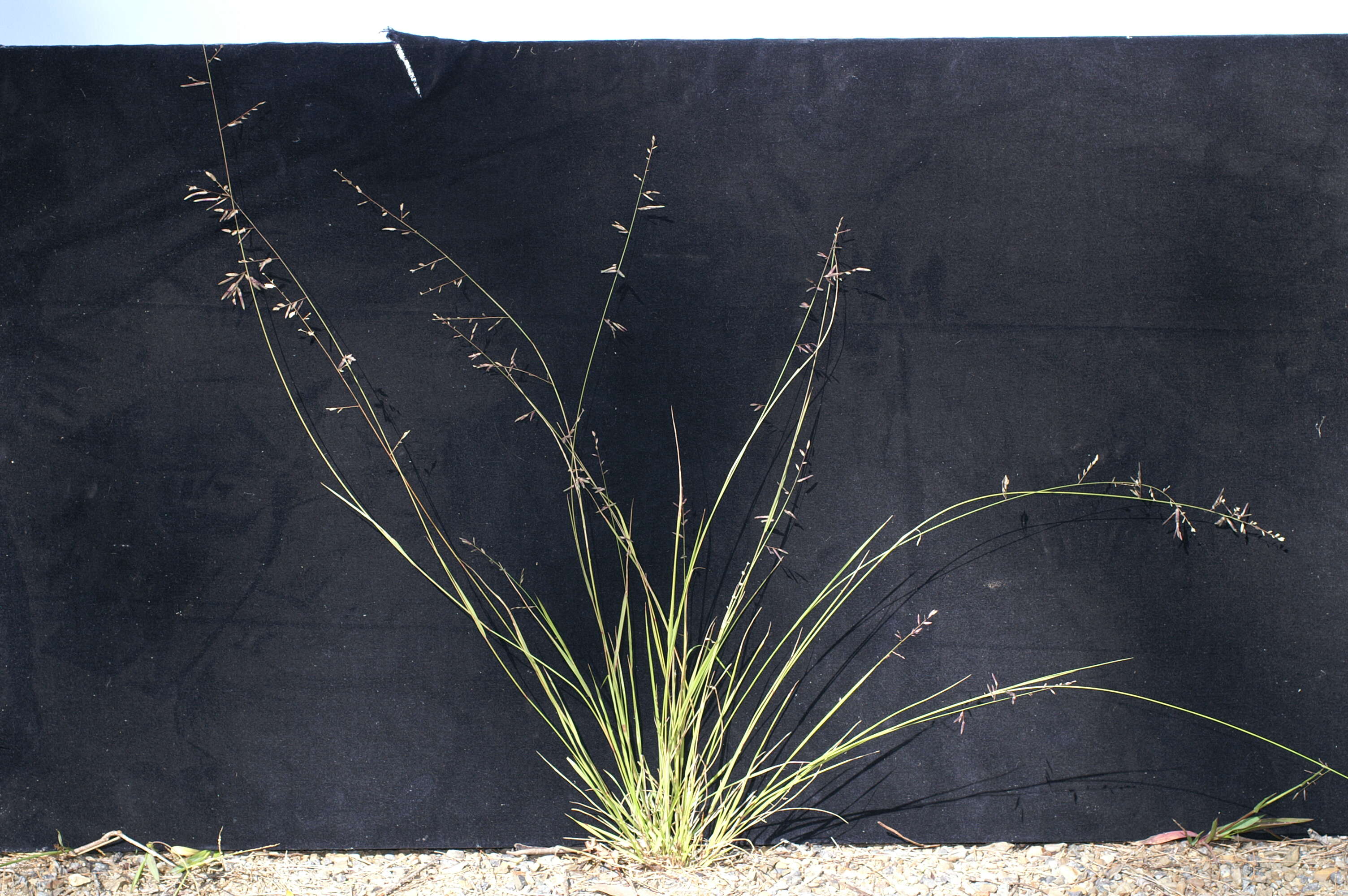 Image of Brown's lovegrass