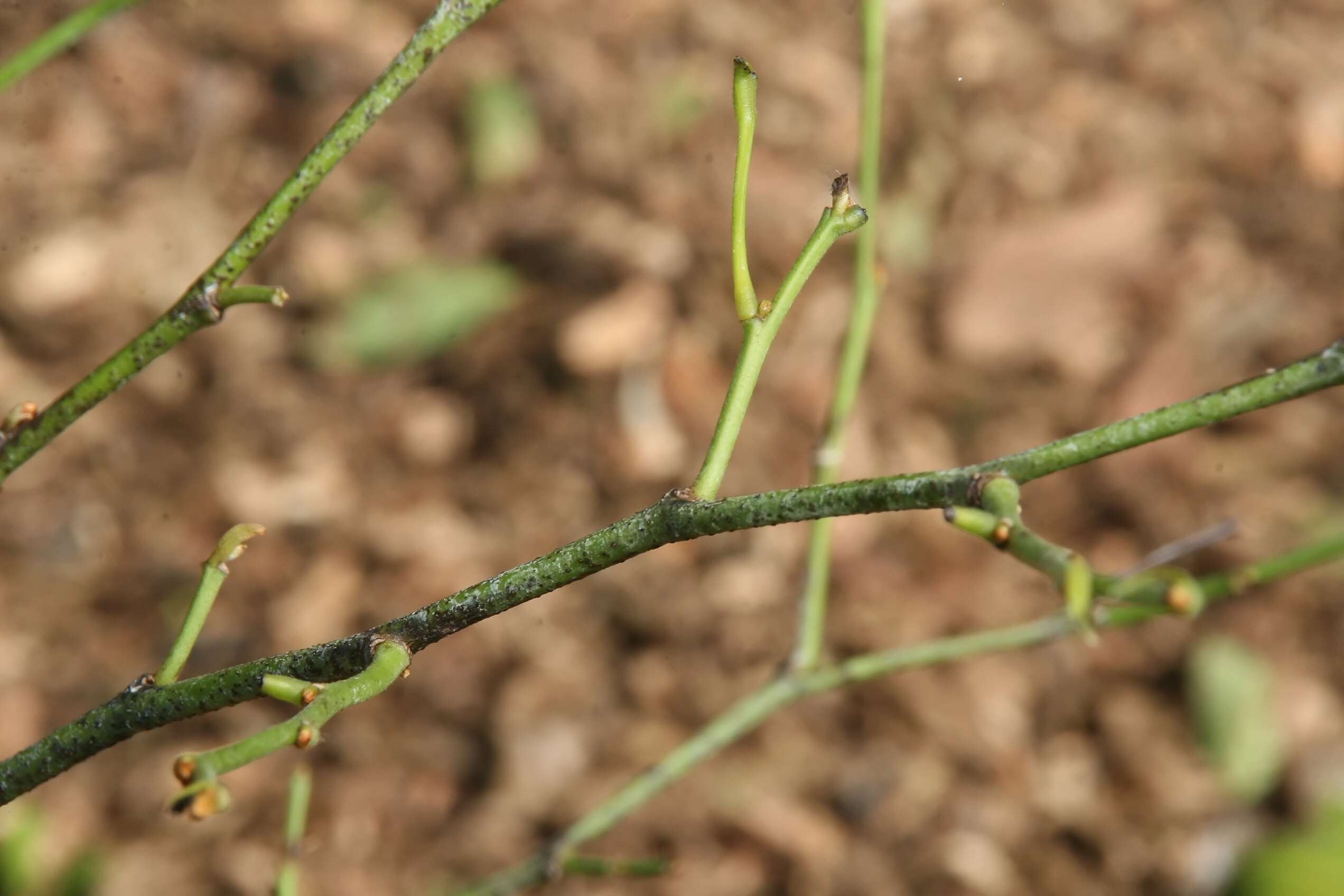 Image of Gigasiphon macrosiphon (Harms) Brenan