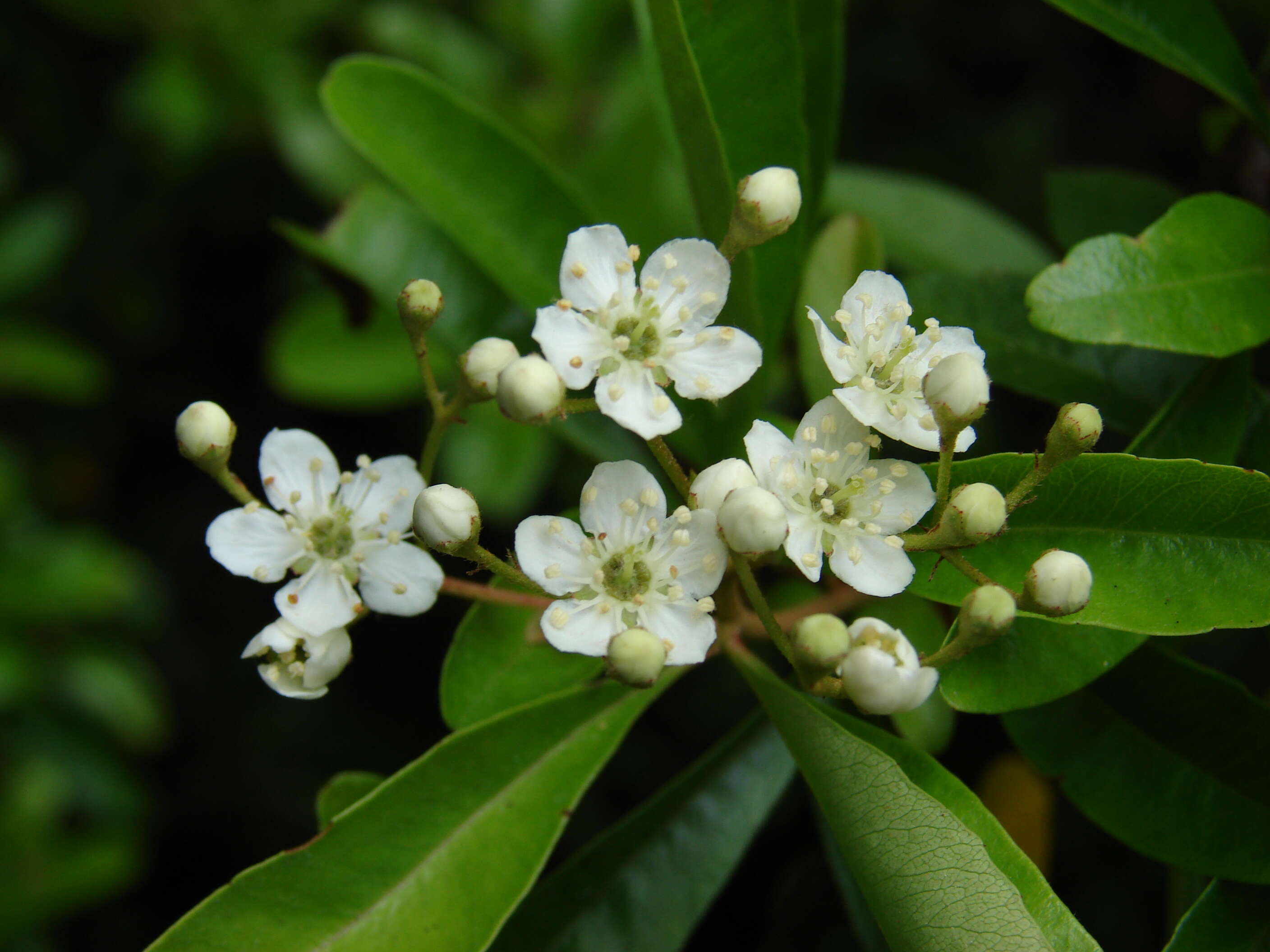 Image of narrowleaf firethorn