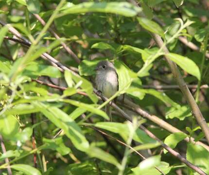 Image of American Dusky Flycatcher