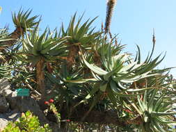 Image of candelabra aloe