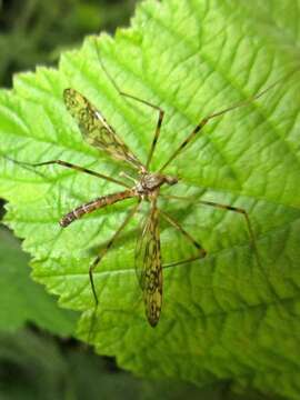 Image of Epiphragma (Epiphragma) ocellare (Linnaeus 1760)