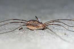 Image of Daddy longleg