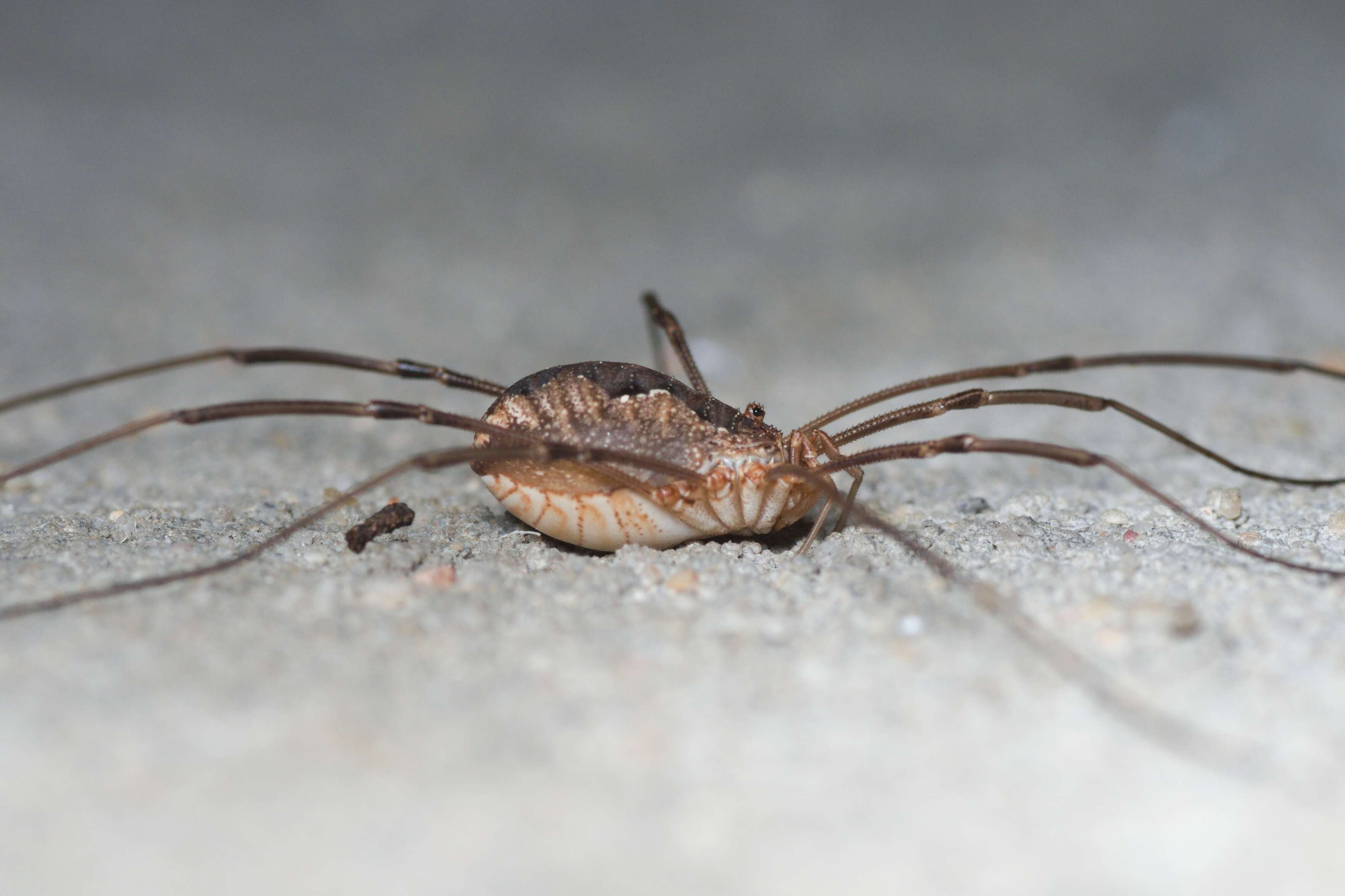 Image of Daddy longleg