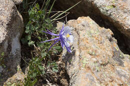 Image of Colorado blue columbine