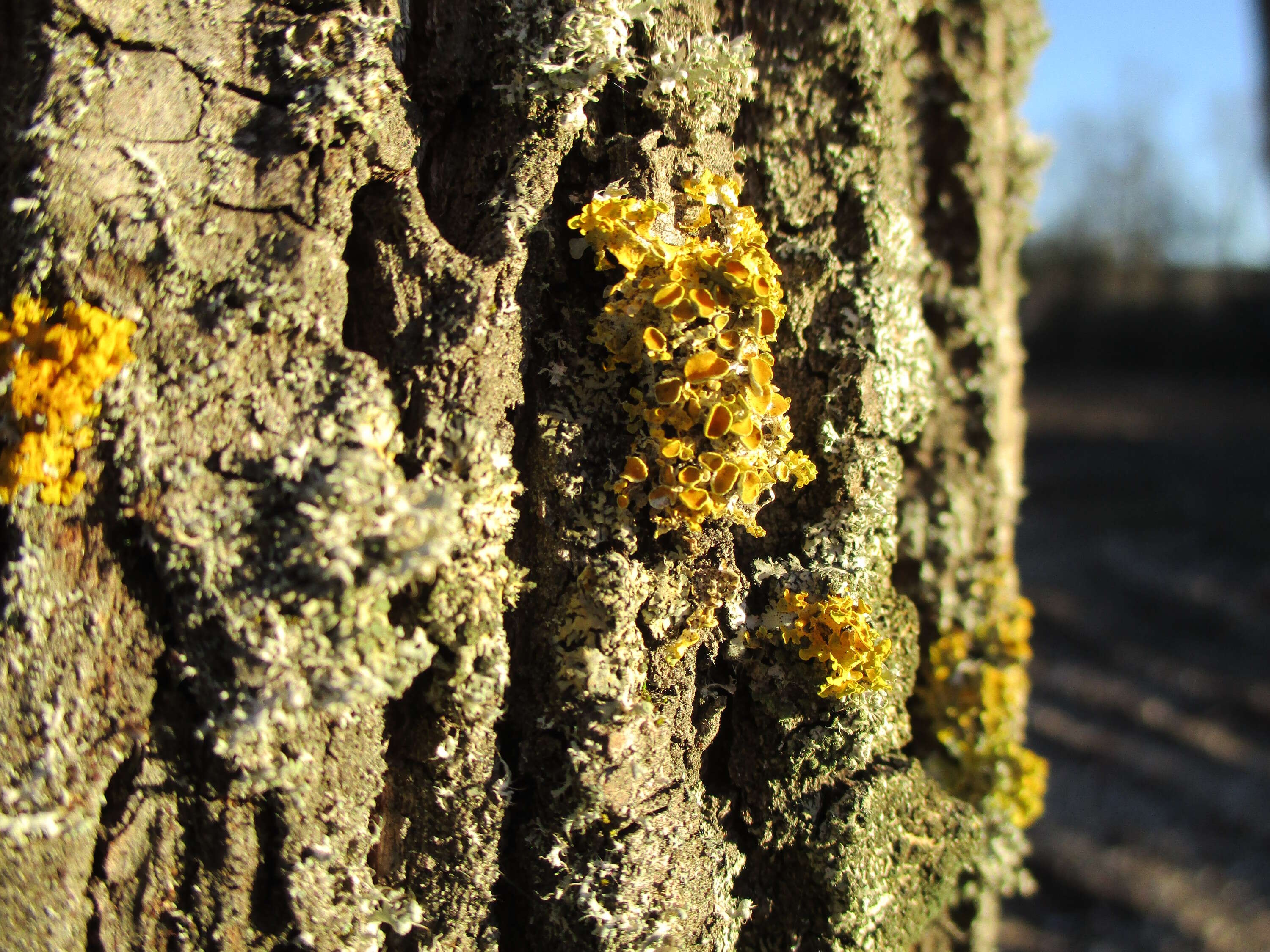 Image of orange wall lichen