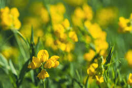 Слика од Lathyrus pratensis L.