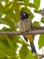 Image of Himalayan Bulbul