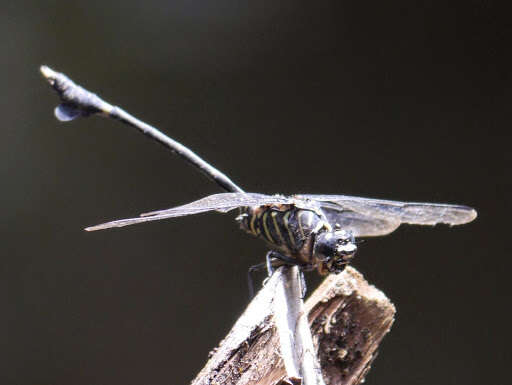 صورة Ictinogomphus regisalberti (Schouteden 1934)