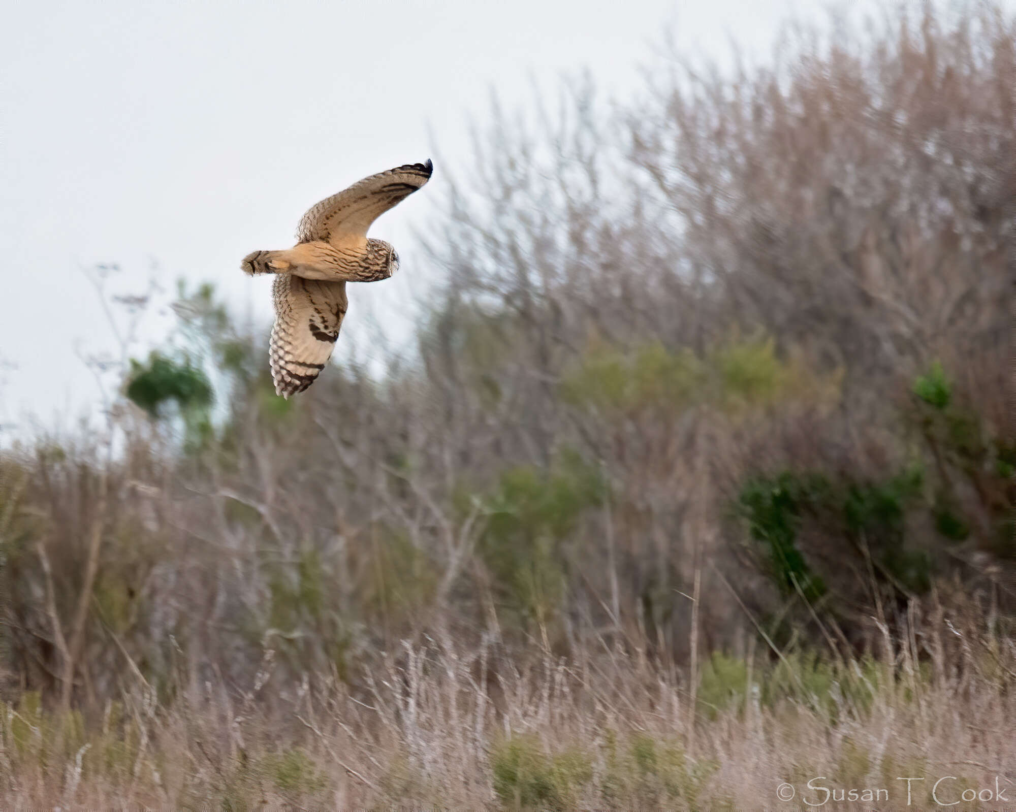 Image de Hibou des marais