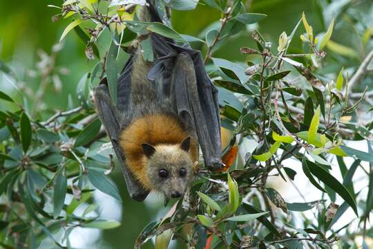 Image of Gray-headed Flying Fox