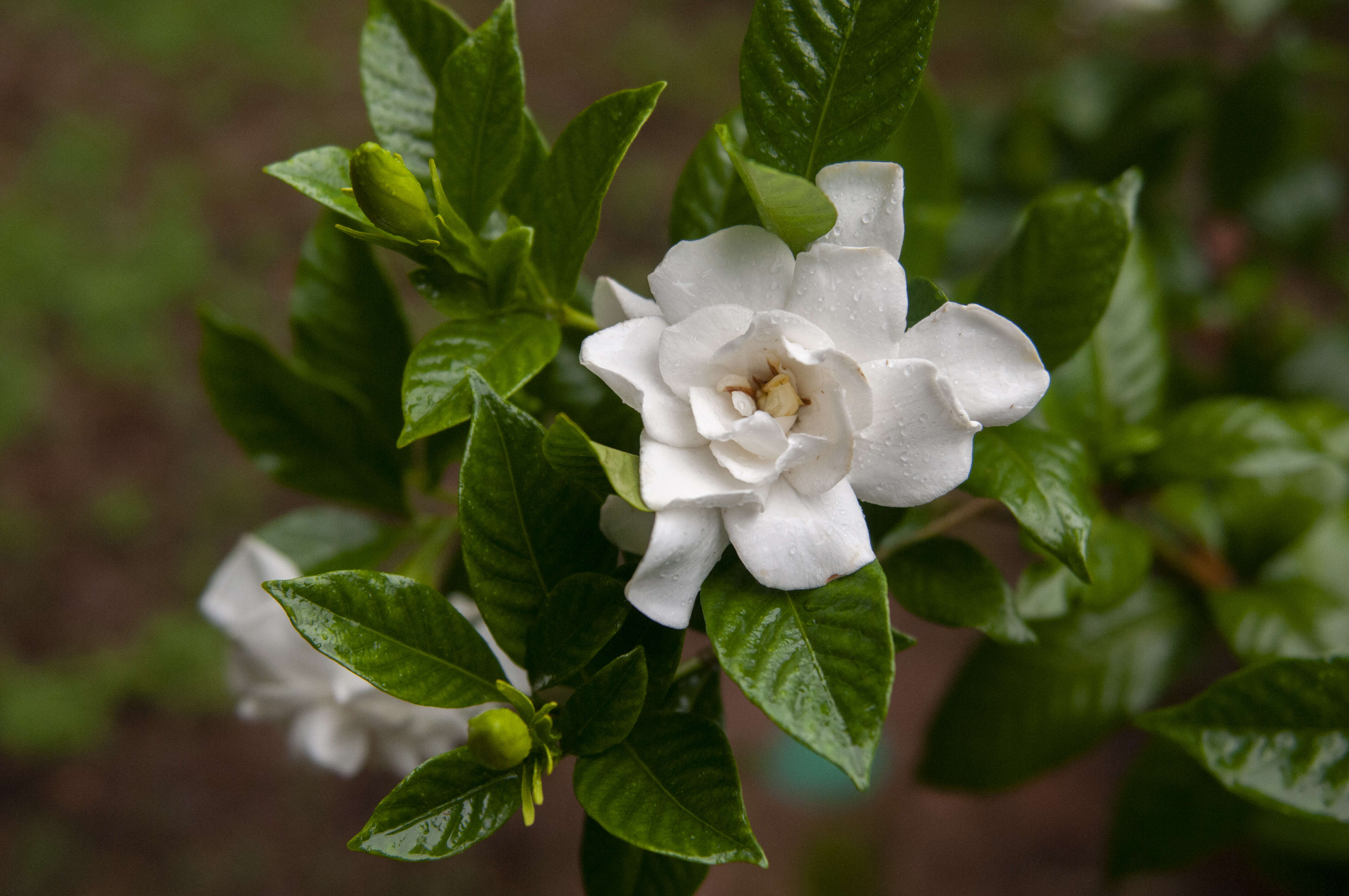 Image of Cape jasmine