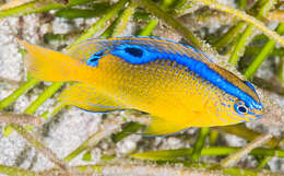 Image of Blueribbon damsel