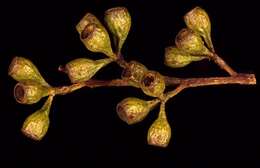 Sivun Eucalyptus gracilis F. Müll. kuva