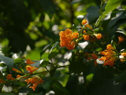 Image of orange jessamine