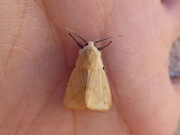 Spilosoma lutea Hüfnagel 1766 resmi