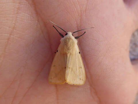 Image of Spilosoma lutea Hüfnagel 1766