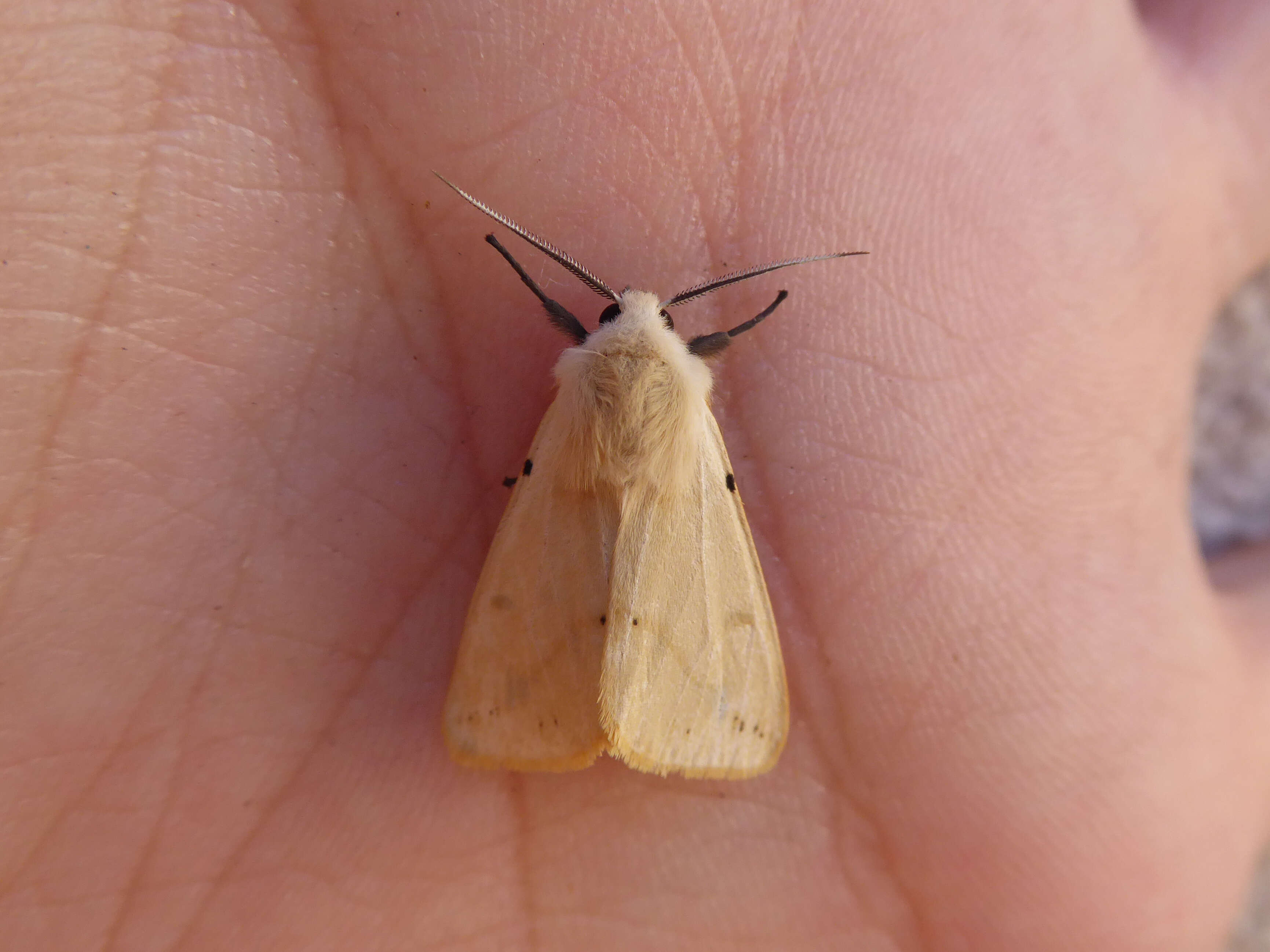 Spilosoma lutea Hüfnagel 1766 resmi