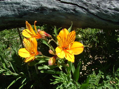 Image of Peruvian-lily