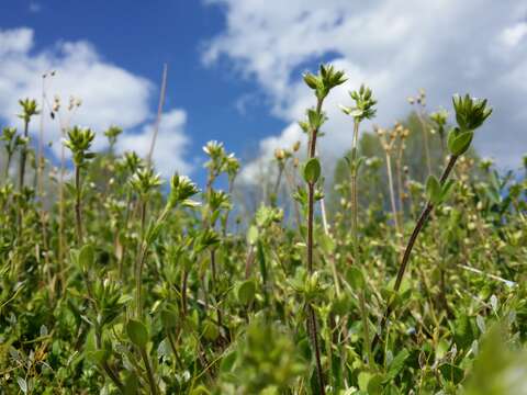 Image of sticky chickweed