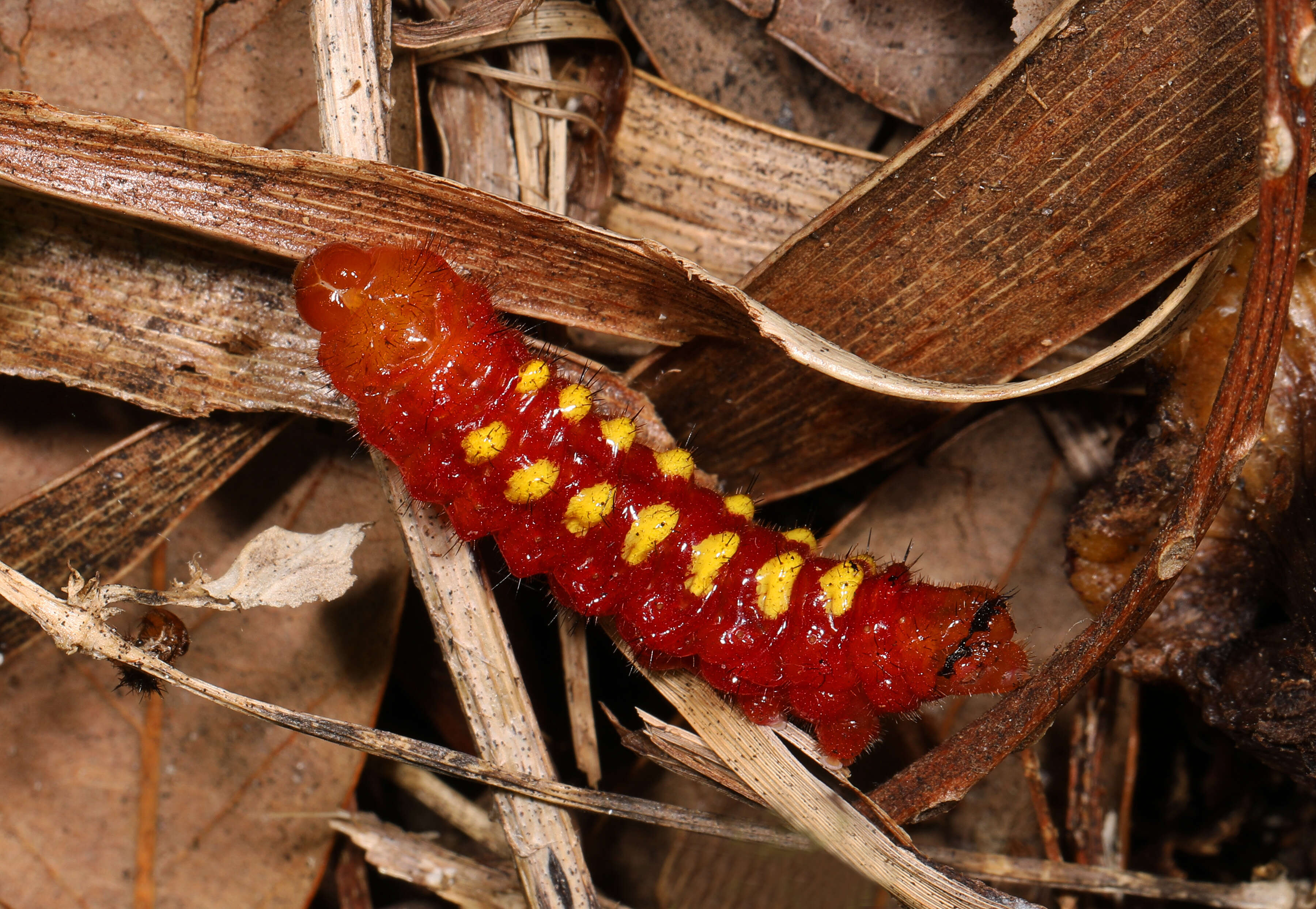 Слика од Eumaeus atala (Poey 1832)