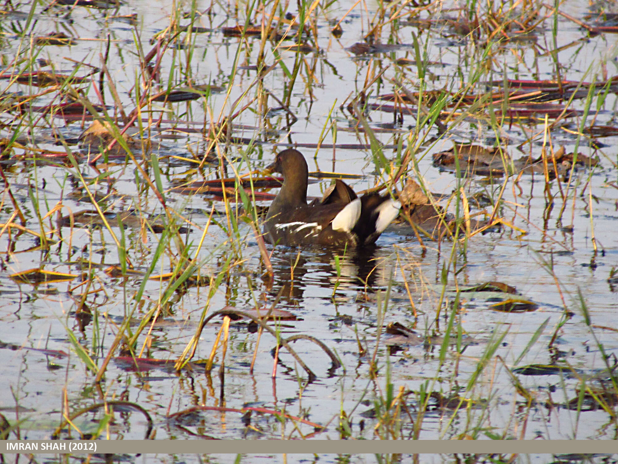 Image of Common Moorhen