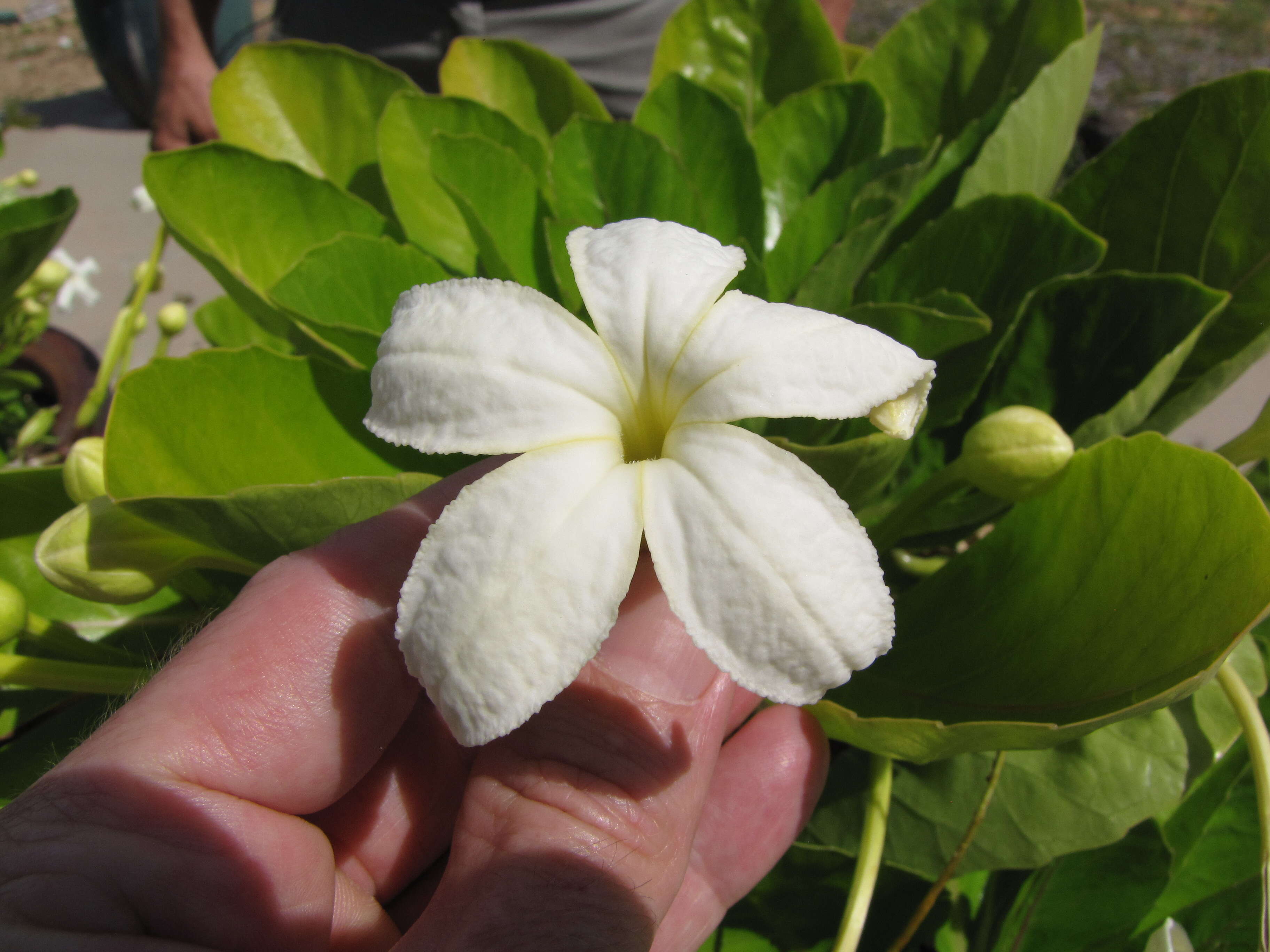 Image de Brighamia rockii H. St. John