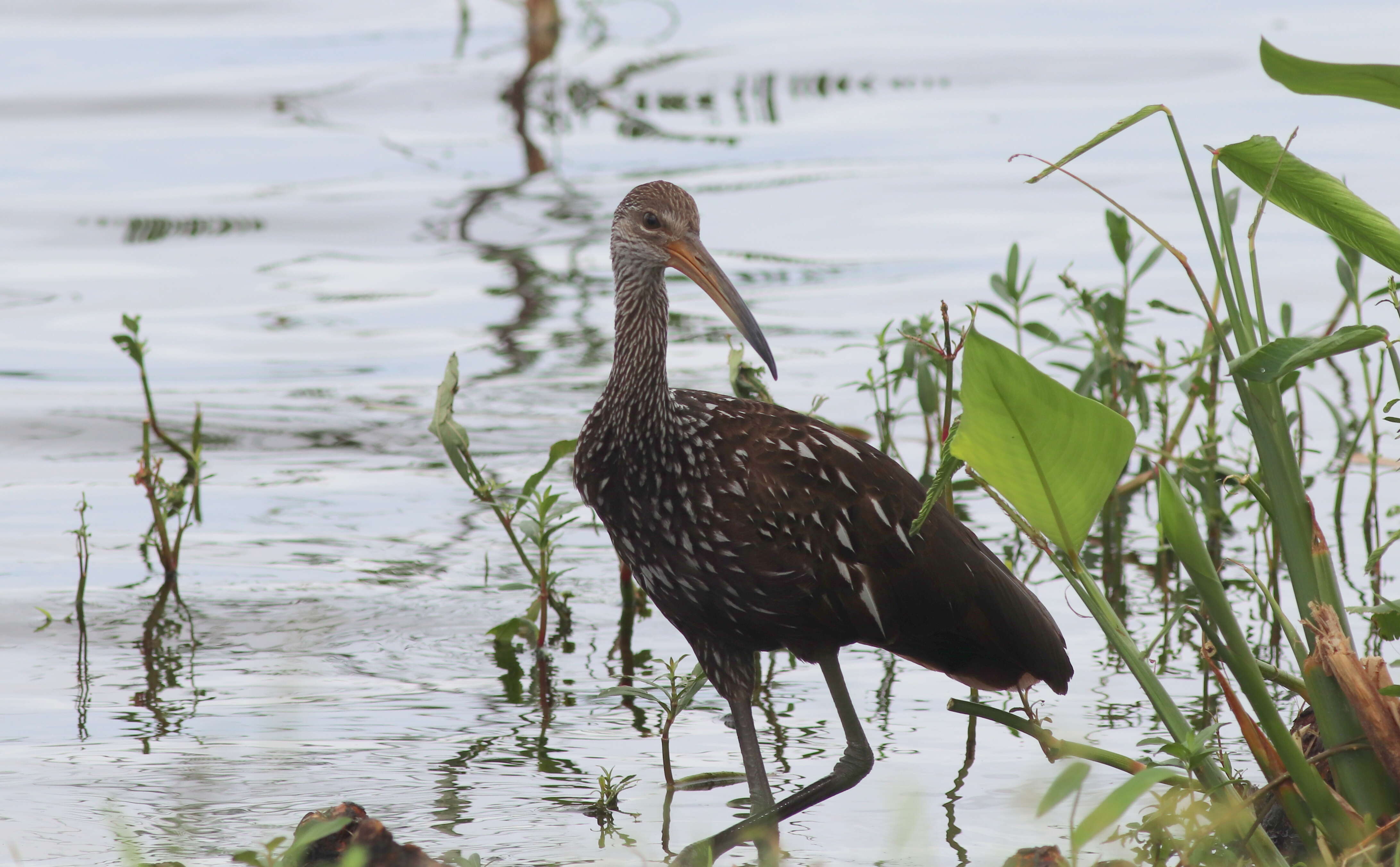 Image of limpkins