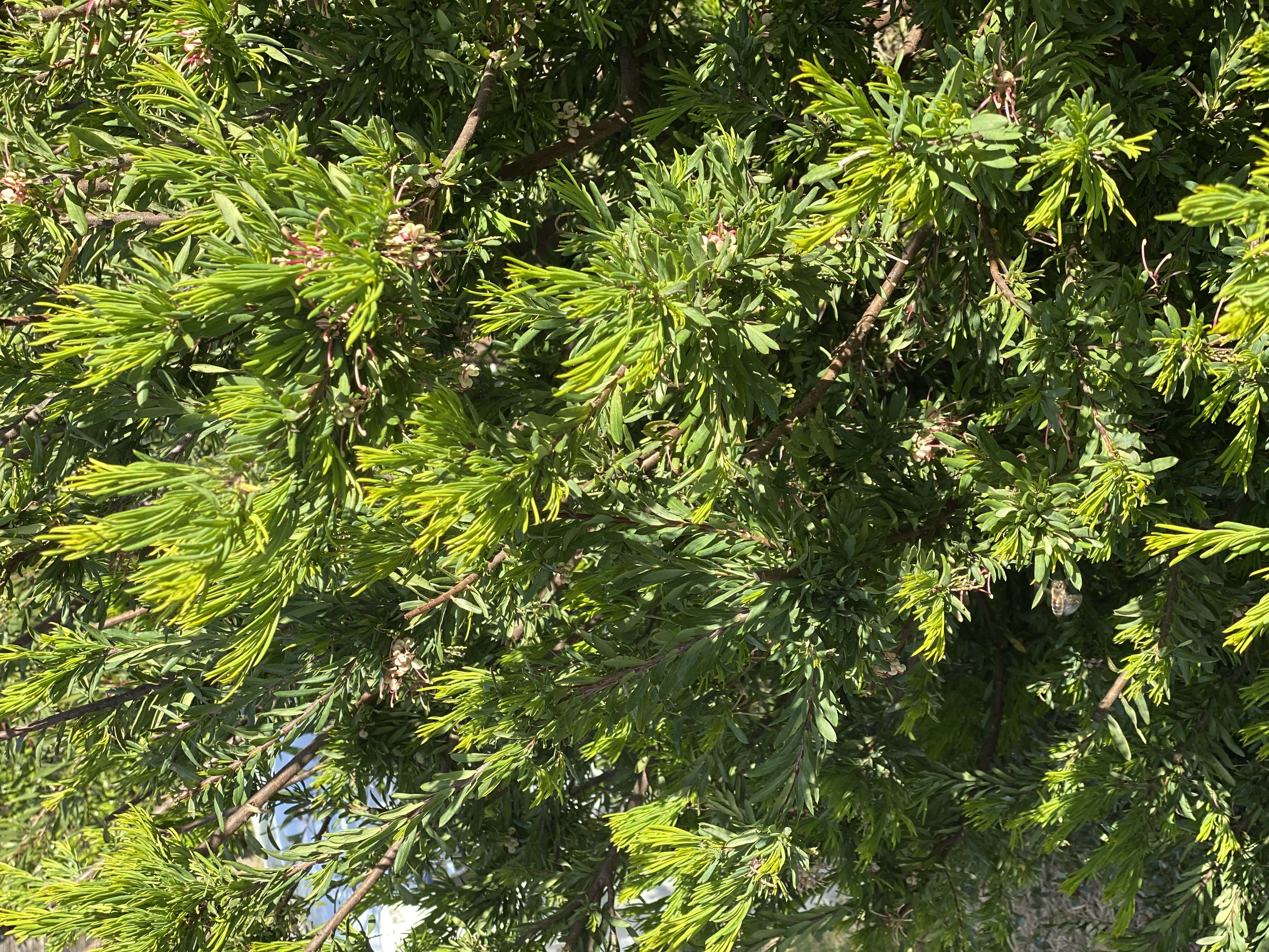 Image of Grevillea iaspicula Mc Gill.