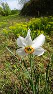 Image of Pheasant's-eye narcissus