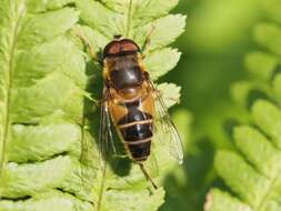 Image of Eristalis pertinax (Scopoli 1763)