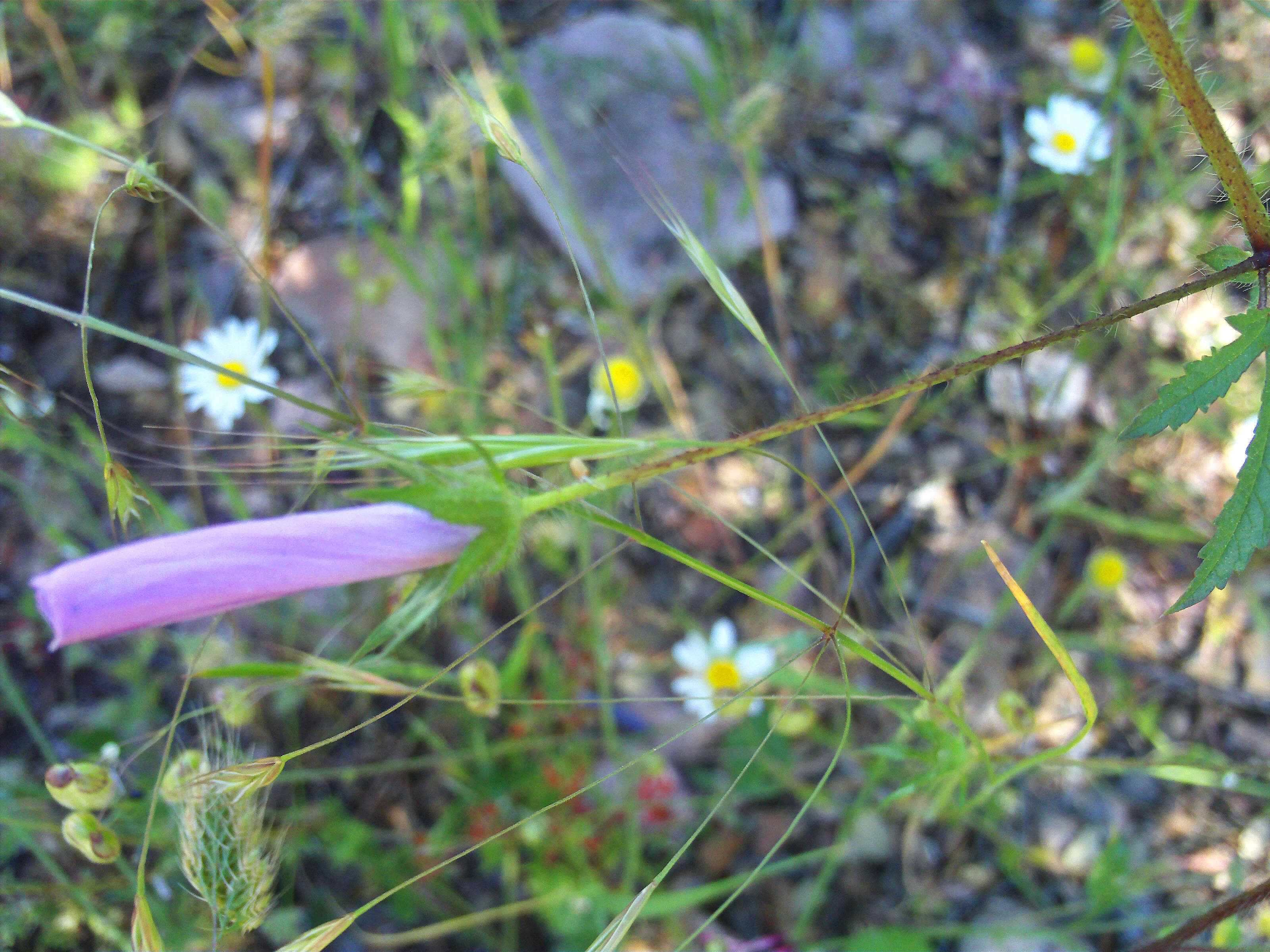 Image of Malva tournefortiana L.