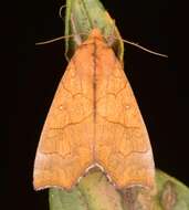 Image of Yellow Scallop Moth