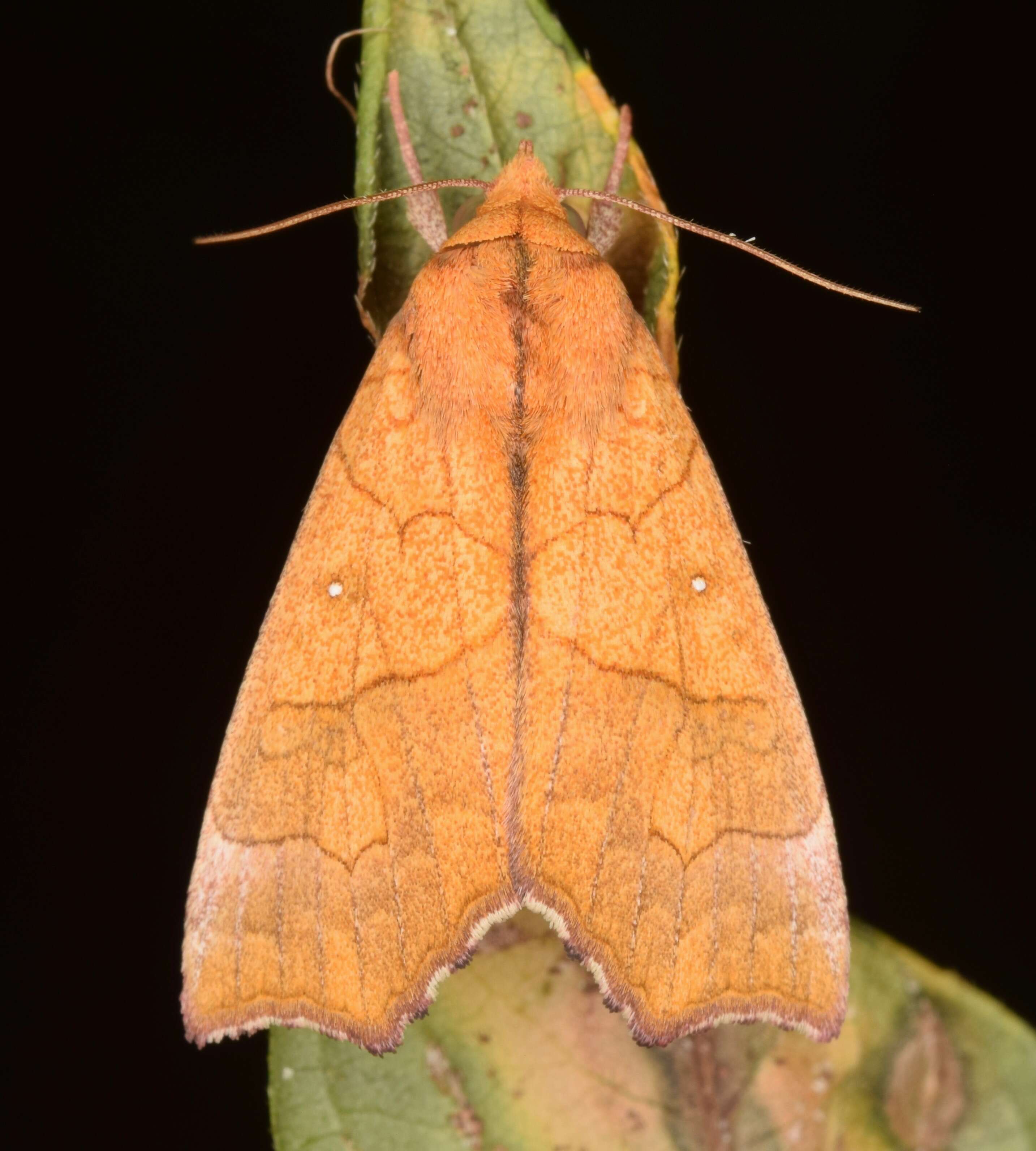 Image of Yellow Scallop Moth