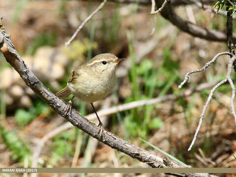 Image of Greenish Warbler