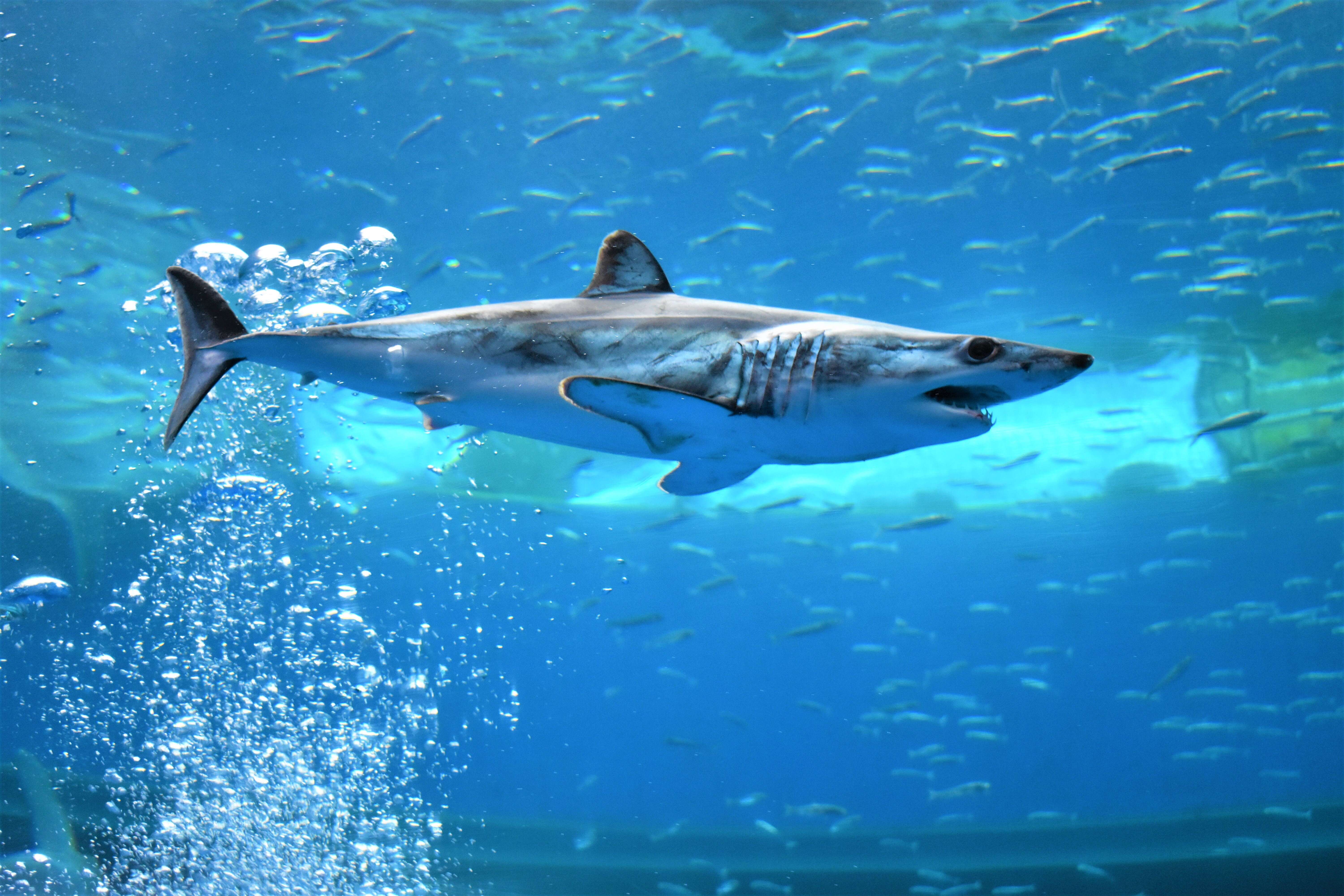 Image of mackerel sharks