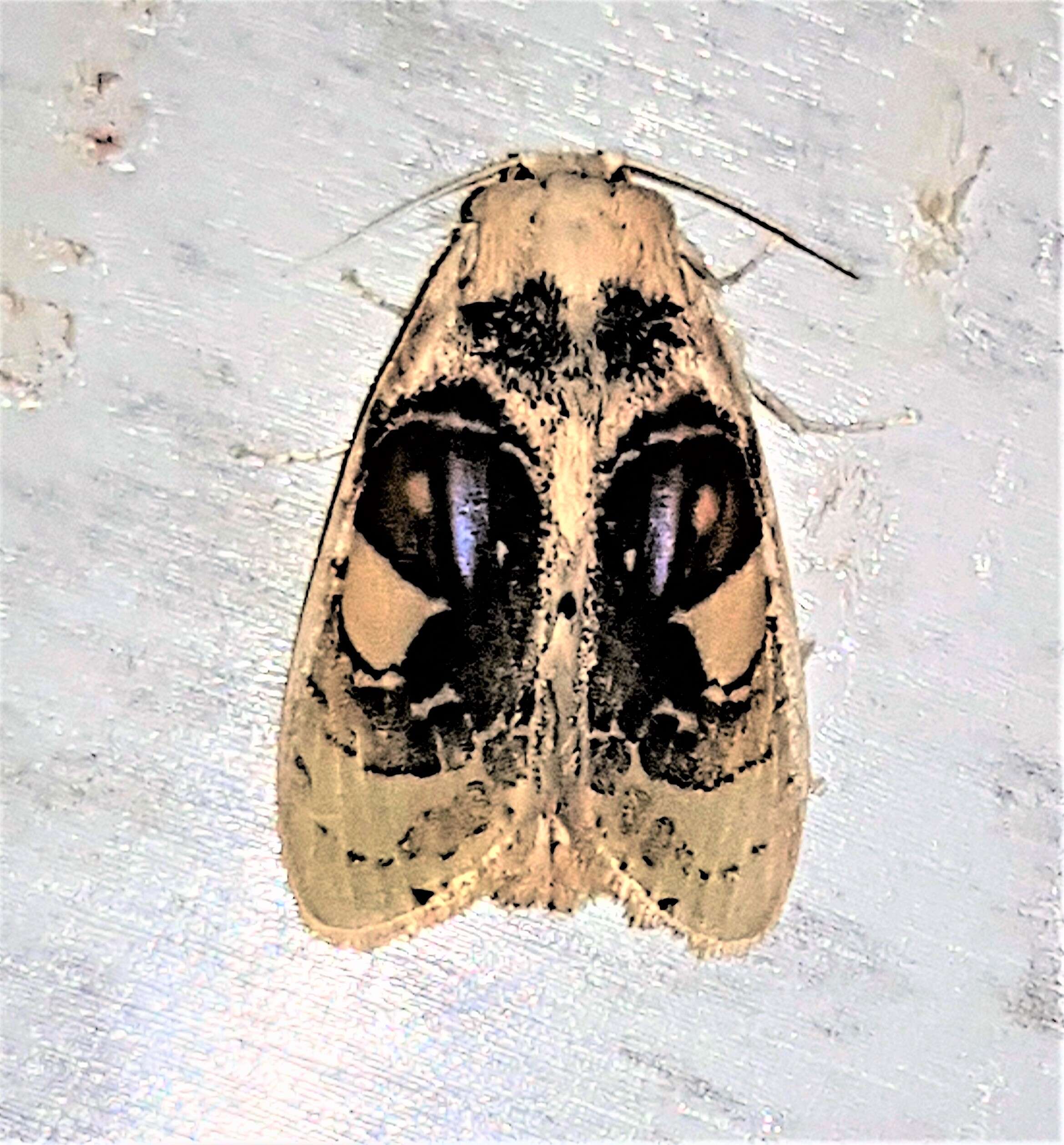 Image of Arrhenophanidae