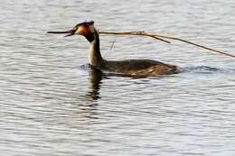 Image of Podiceps Latham 1787