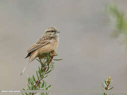 Image of European Rock Bunting