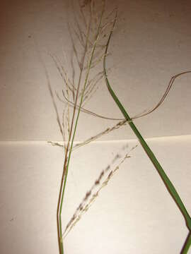 Image of weeping lovegrass