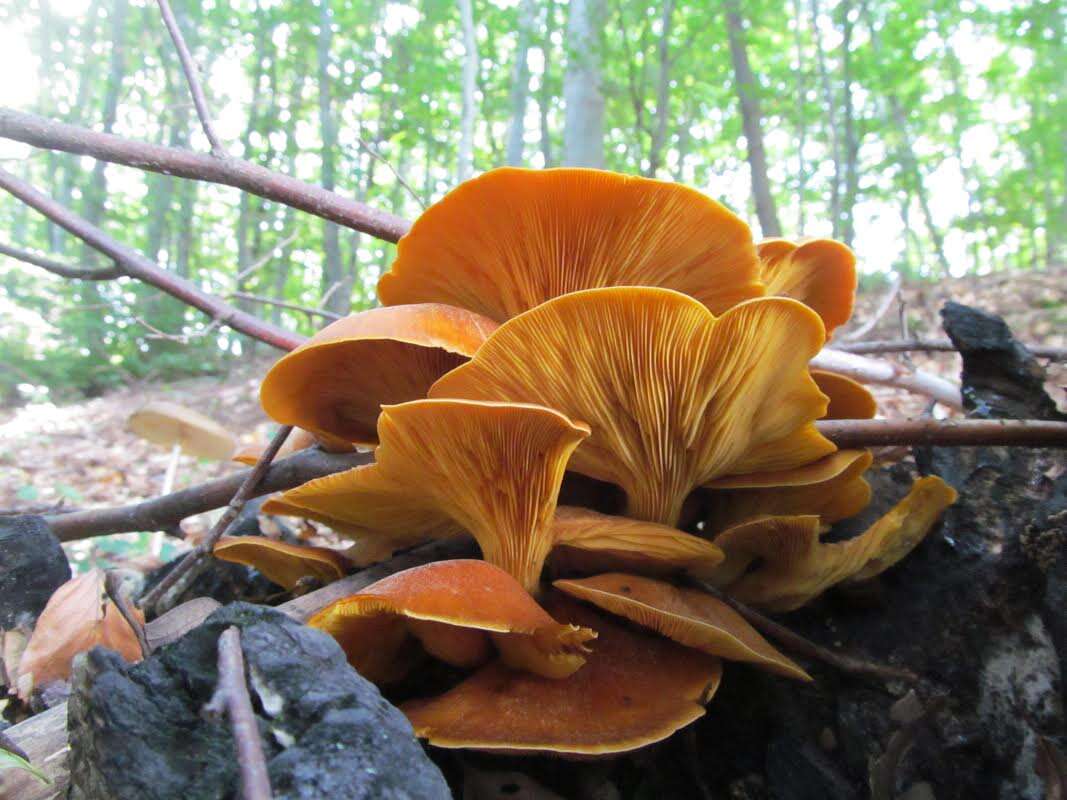 Image of Jack o'Lantern mushroom