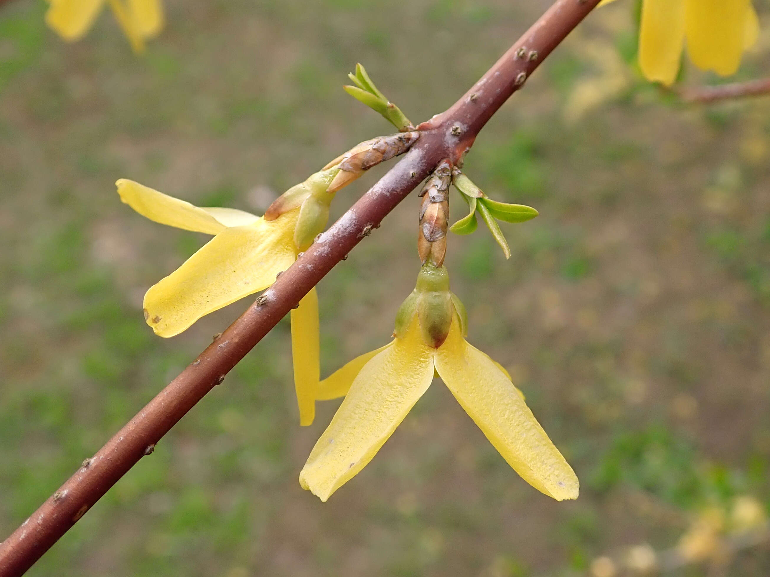 Forsythia ovata Nakai resmi