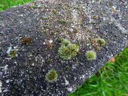 Image of pulvinate dry rock moss